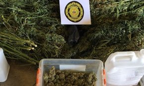 La Policia Local i els Mossos d'Esquadra desmantellen un punt de cultiu de cànnabis a Cambrils