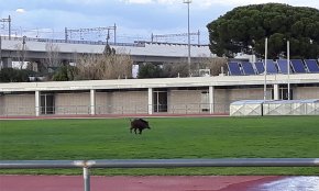 Un porc senglar es passeja per la pista d'atletisme