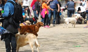 La Patrulla Verda de la Policia Local realitza una campanya de control dels gossos 
