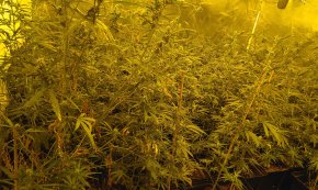La Policia Local i Mossos d'Esquadra desmantellen un cultiu amb més de 1.500 plantes de cànnabis a Cambrils 