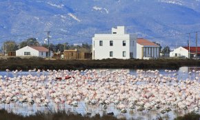 El biòleg cambrilenc Eugeni Capella serà conferenciant al Delta Birding Festival