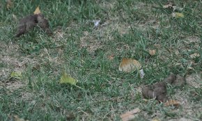 17 denúncies a propietaris de gossos per embrutar el carrer durant l'any 2017
