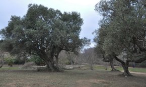Controvèrsia per la ubicació dels horts urbans