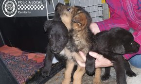 La Policia Local busca adoptants per a tres cadells de gos abandonats 