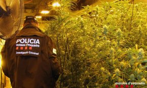 Desmantellen un cultiu de marihuana en una nau del polígon Belianes i detenen tres homes