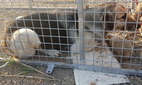 La patrulla verda captura un gos que havia atacat a més de 60 corders 