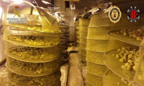 La Guàrdia Civil desarticula al Camp de Tarragona una organització criminal dedicada al cultiu i tràfic de marihuana a gran escala