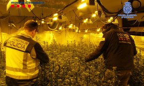 Desarticulada una organització criminal dedicada al tràfic internacional de marihuana que operava des de Reus 