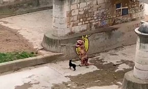 La Policia Local ha aixecat cinc actes de denúncia, una d'elles a la persona disfressada de dinosaure (conté vídeo)