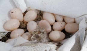 Es rescaten 20 nius d'oreneta cuablanca d'una casa en mal estat al Barri Antic