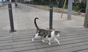 La clínica Ara Veterinaris de Salou s'ofereix a acollir gats de clients que hagin estat positius per la Covid-19