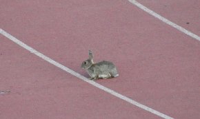 Els conills, amos i senyors de la pista d'atletisme