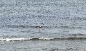 Un flamenc a la desembocadura de la riera de Riudoms