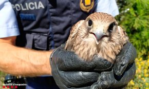 Els Mossos d'Esquadra rescaten dues cries de xoriguer a Reus i a la Pobla de Montornès