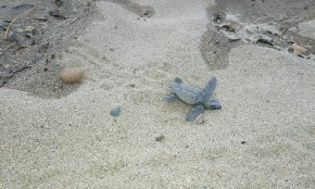 Els Mossos d'Esquadra denuncien un turista francès per molestar una tortuga marina a Vila-seca