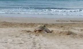 El tercer niu de tortuga careta de l'estiu torna a ser a Vila-seca