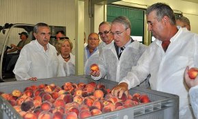 La Cooperativa Agrícola cultiva noves varietats de préssec i nectarina al seu camp d'assaig