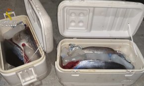 La Guàrdia Civil confisca 120 quilos de tonyina roja a un pescador recreatiu a l'Hospitalet de l'Infant