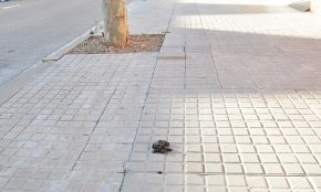 El PP demana més contundència contra les conductes incíviques dels propietaris de gossos 