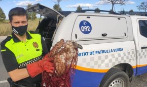 Agents de la Policia Local rescaten un voltor atrapat en una tanca a Vilafortuny