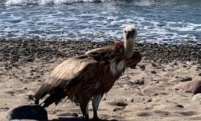 La Policia Local rescata un voltor ferit a la platja de la riera d'Alforja