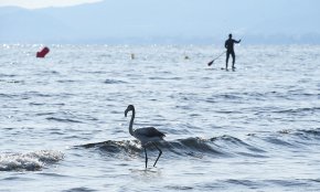 Un flamenc tria la desembocadura de la riera de Maspujols com a lloc de descans
