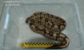La Guàrdia Civil intervé una serp pitó en una botiga d'animals de Tarragona