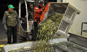 La Cooperativa inicia la producció de l'oli amb una collita que es preveu inferior a la de l'any passat
