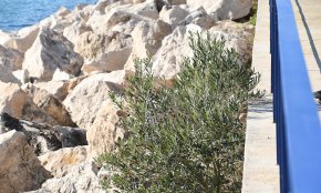 Un oliver arrela entremig de les roques del moll de Ponent