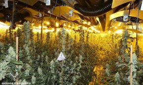 Desarticulat un grup criminal dedicat al cultiu interior de marihuana a Vila-seca i Tarragona