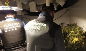 La Guàrdia Civil desmantella una plantació de marihuana del tipus indoor a Riudoms