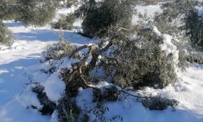 3.500 hectàrees d'oliveres de la DOP Siurana han resultat malmeses a causa dels estralls de les nevades de la setmana passada