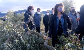 Agricultura comença a avaluar els danys als olivers provocats pel temporal Filomena