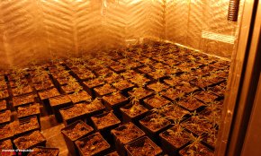 Desarticulat un grup criminal dedicat al tràfic de marihuana internacional a Salou i el Catllar