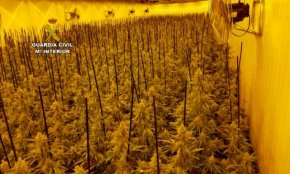 La Guàrdia Civil i la Policia Local de Mont-roig del Camp desmantellen una plantació de marihuana a Miami Platja