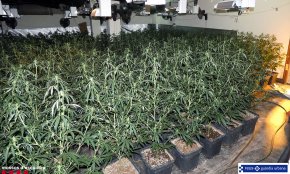 Detenen el responsable d'una plantació de marihuana a Reus que s'havia amagat en un fals sostre