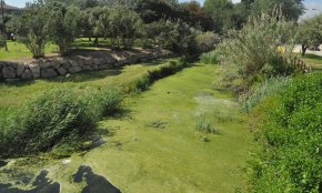 «L'espectacle de les granotes» a la desembocadura del barranc de la Verge del Camí 