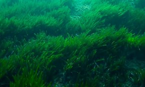 El litoral cambrilenc ja compta amb un abalisament marítim més sostenible