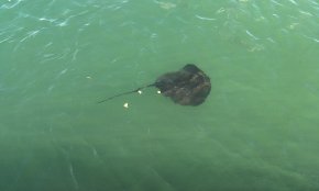Una rajada és vista a tocar de les Escales Reials del Port