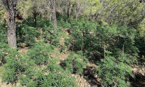Detinguts a Cambrils els caps d'una organització que disposava de plantacions de marihuana a diferents pobles del Priorat