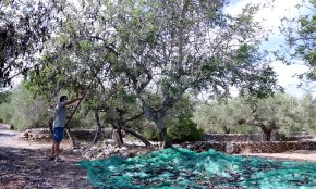 Sindicats agraris i la Generalitat de Catalunya coordinen actuacions per evitar robatoris de garrofes al Camp de Tarragona