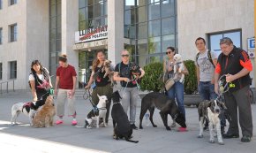 S'acorda buscar una millor ubicació de la platja per a gossos per a l'any vinent
