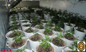 Preocupació a l'Audiència de Tarragona: «Som el número 1 a Europa en conreu de marihuana»