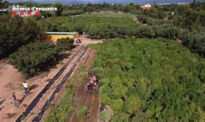 Desmantellades al Camp de Tarragona les primeres dues plantacions il·legals de cànem a Catalunya