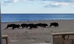 Es detecta un grup de senglars corrent per una de les platges de Mont-roig del Camp