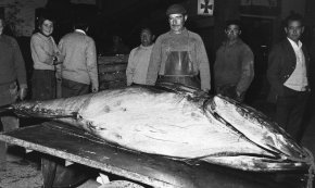 Captura d'una tonyina de més de 200 quilos / Desembre 1974