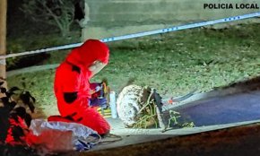 S'elimina el primer niu de vespa asiàtica localitzat a Cambrils