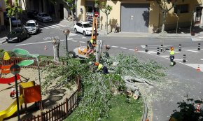 L'Ajuntament tala els tres xops que hi havia en un extrem de la plaça de Carles Roig