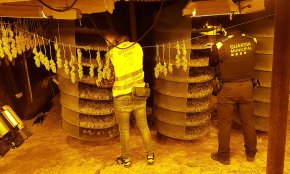 Es desmantella una plantació de marihuana ubicada en una nau agrícola de Riudoms i es detenen quatre persones