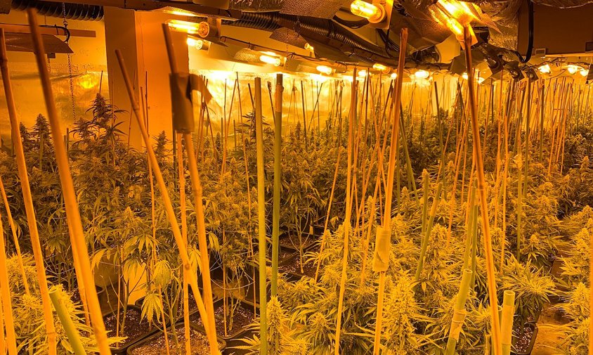 Imatge de la plantació indoor de marihuana a Cambrils